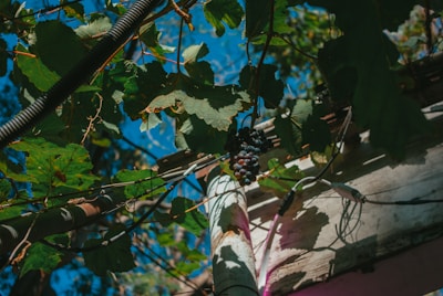 A cluster of ripe grapes hangs from a vine surrounded by lush green leaves. The vine is interwoven with cables and appears to be growing against a wooden structure. Sunlight filters through the leaves, casting shadows and creating a play of light and shadow on the wood. The background is a clear, bright blue sky.