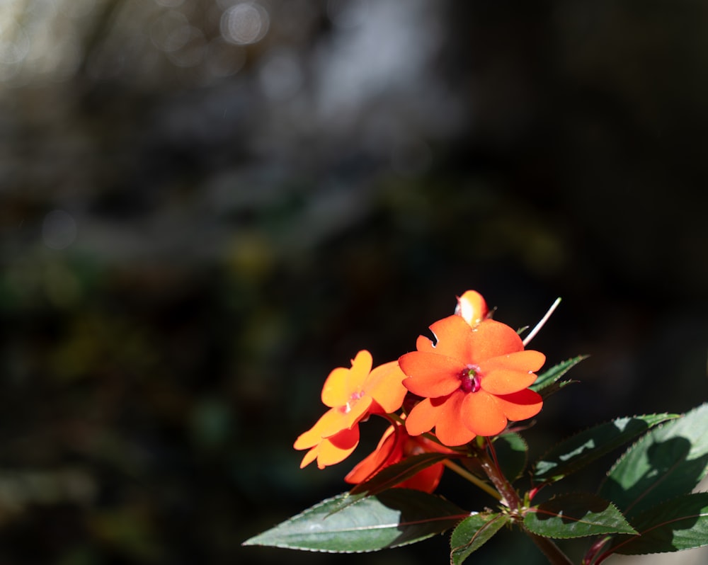 a close up of a flower with a blurry background