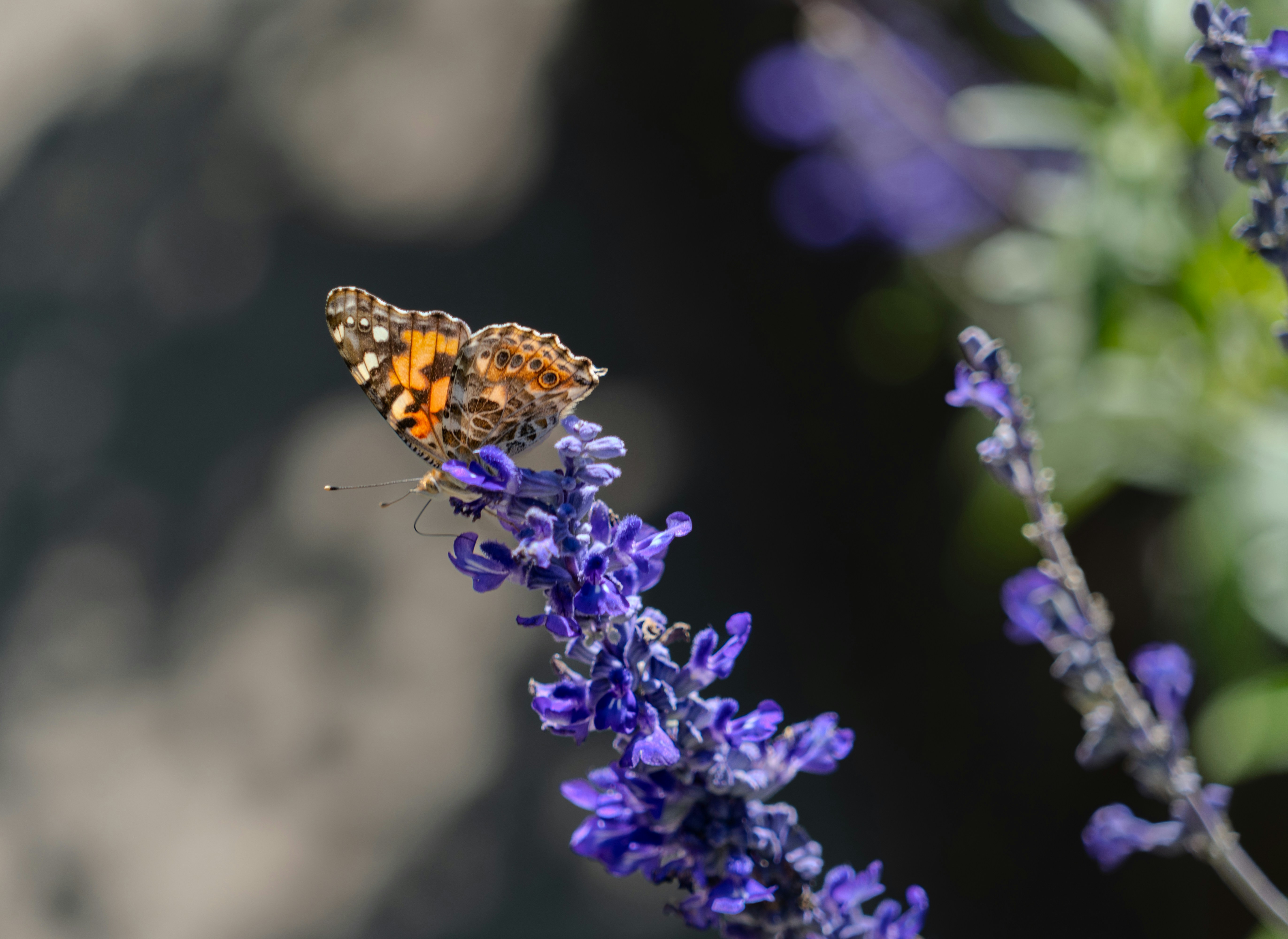 a butterfly sitting on top of a purple flower