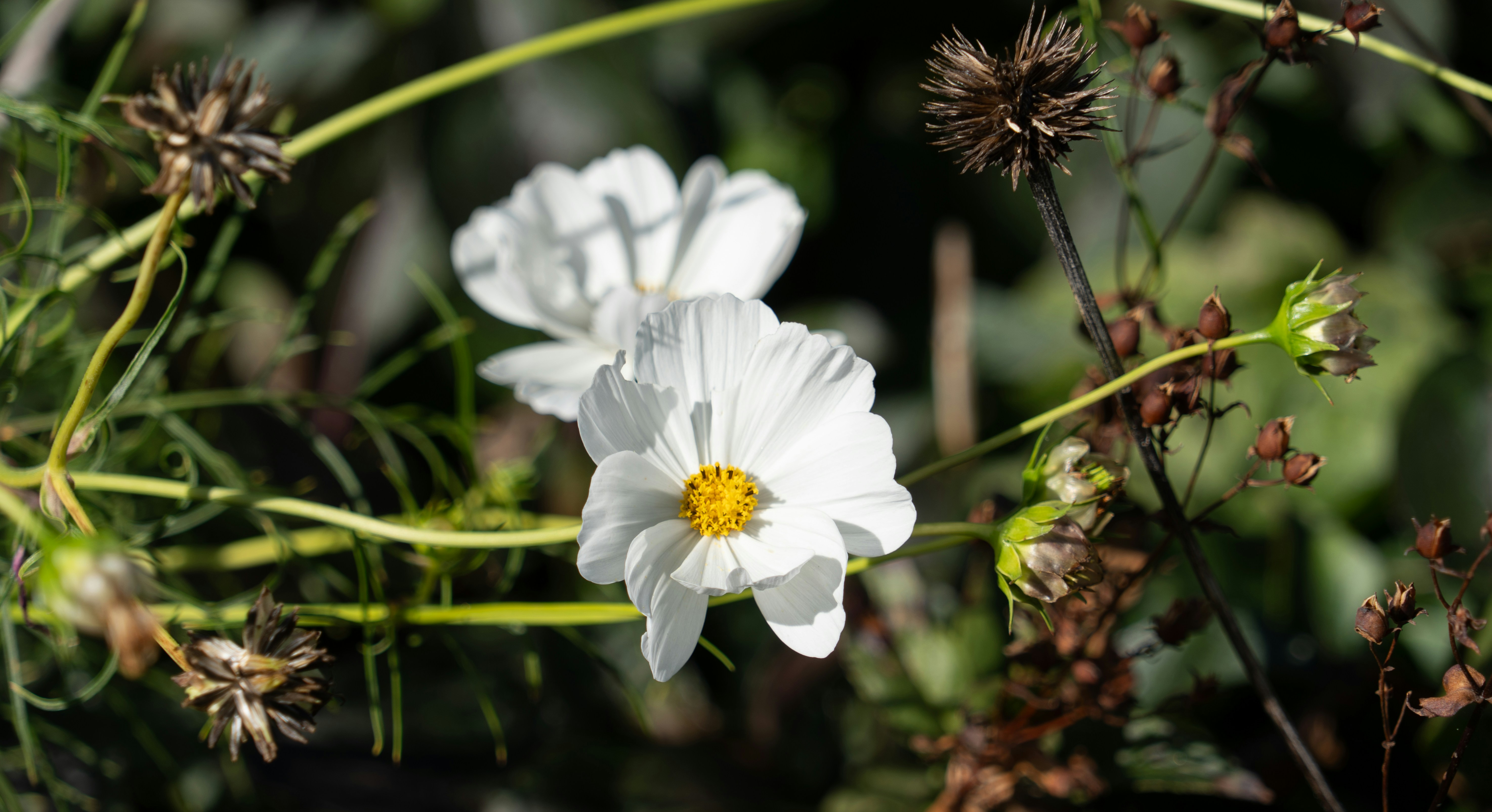 a couple of white flowers sitting on top of a lush green field