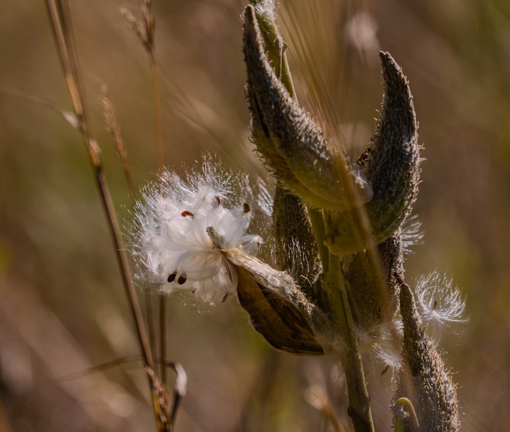 a close up of a white flower in a field
