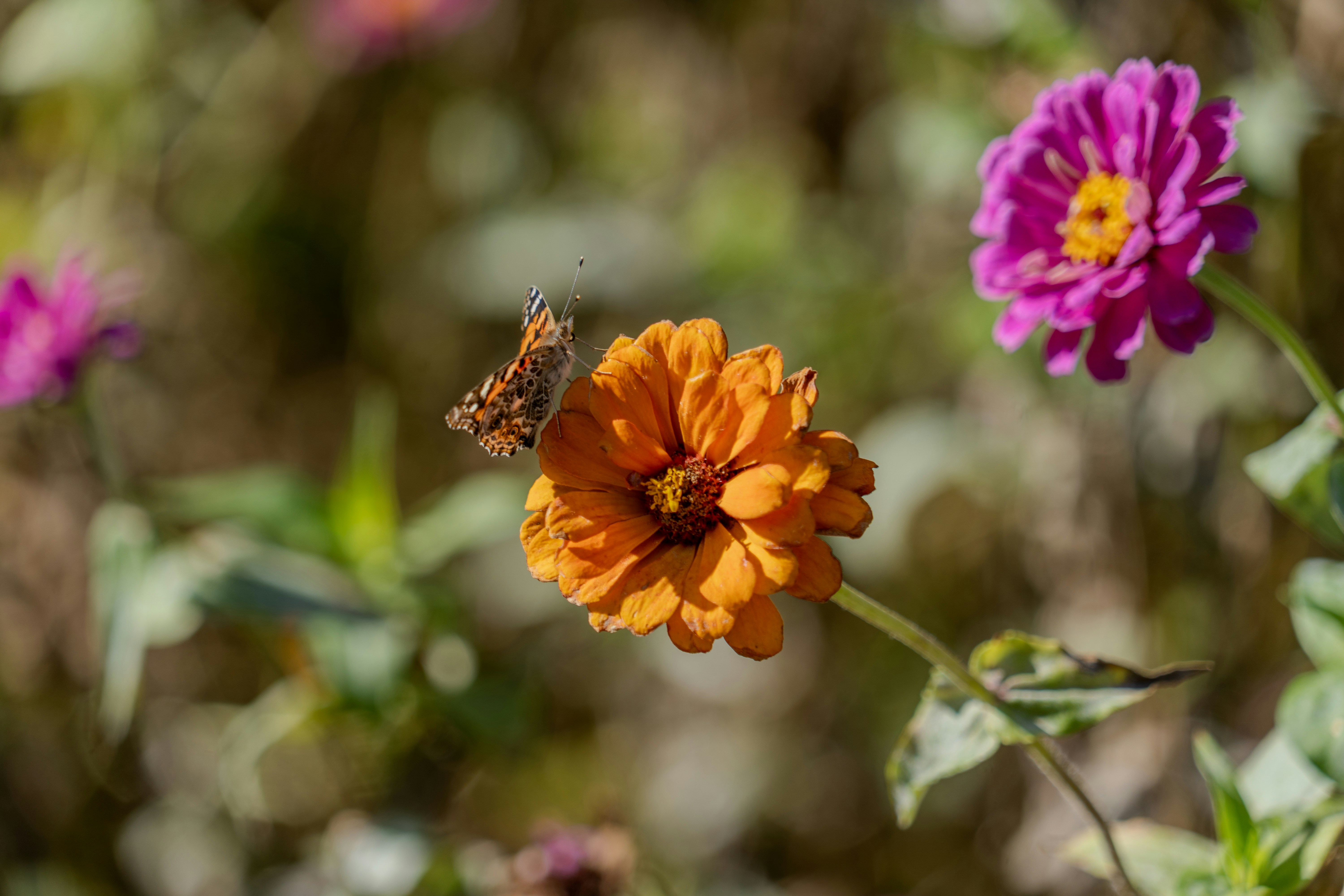 an orange flower with a butterfly on top of it