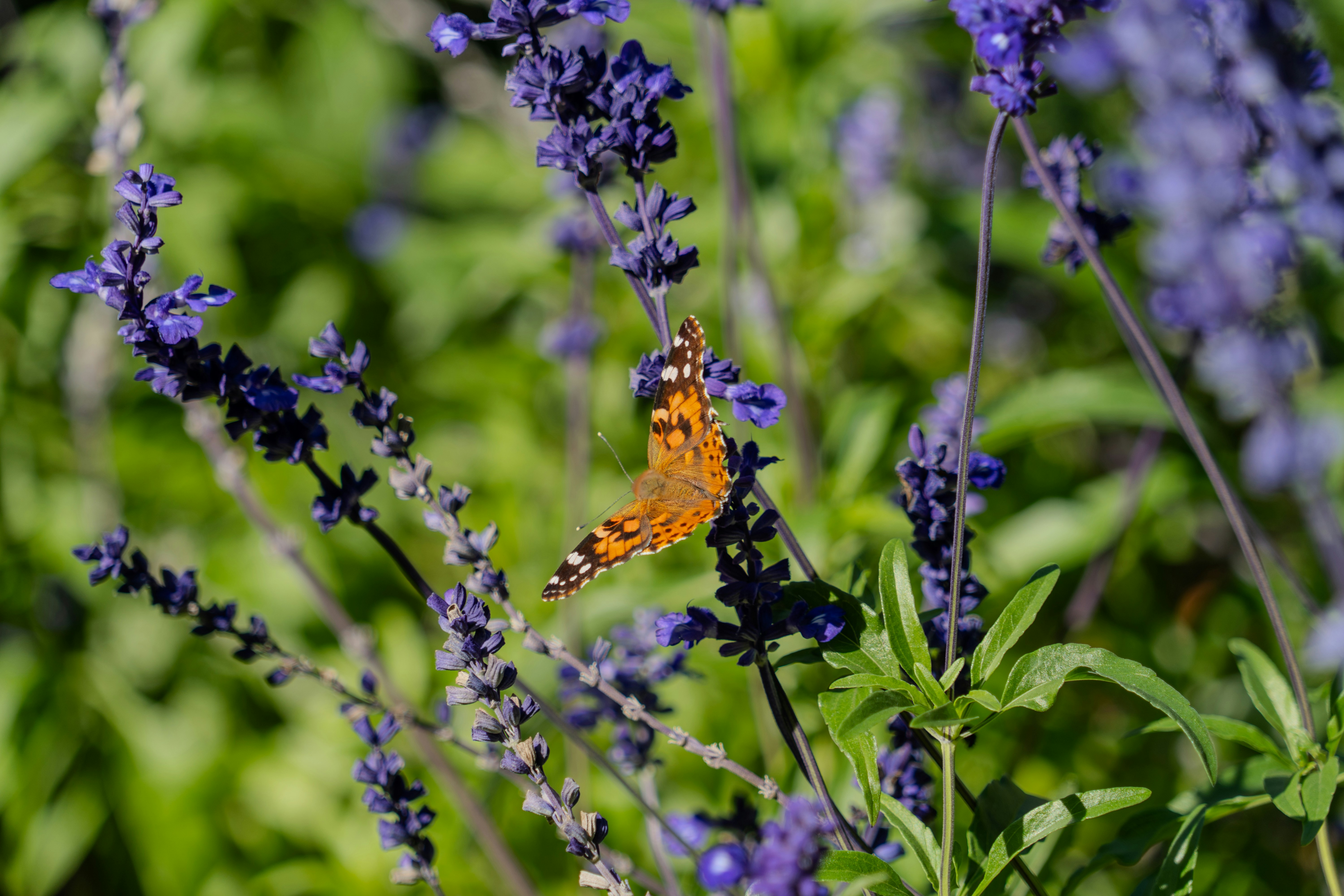 a small orange butterfly sitting on a purple flower
