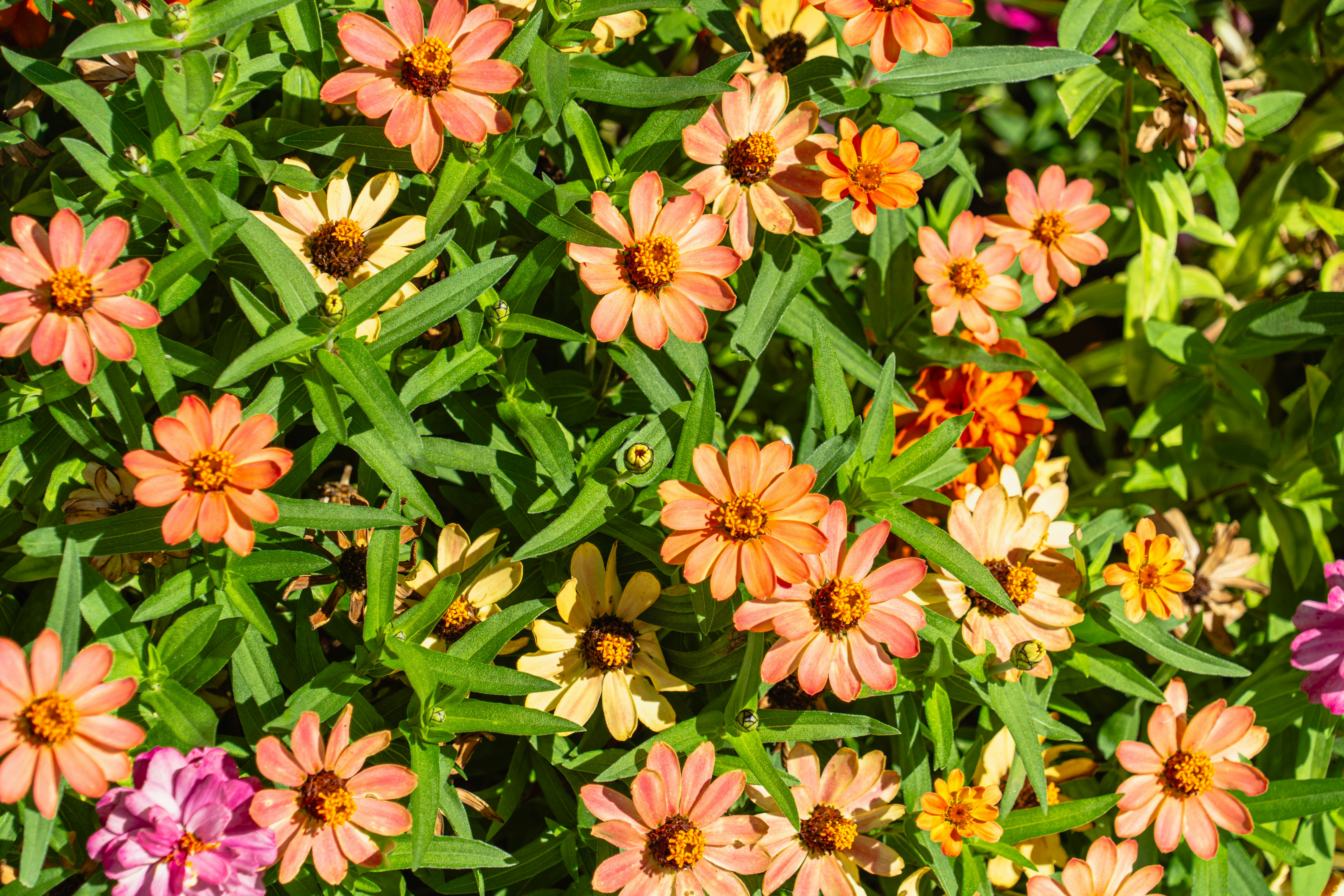 a bunch of flowers that are in the grass