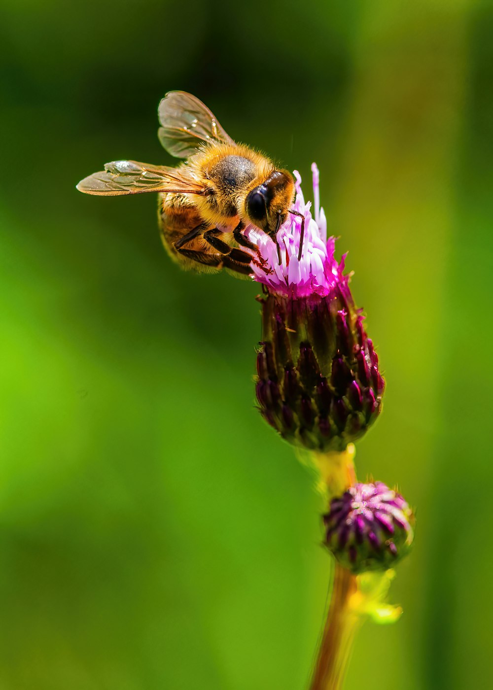 a bee is sitting on a purple flower