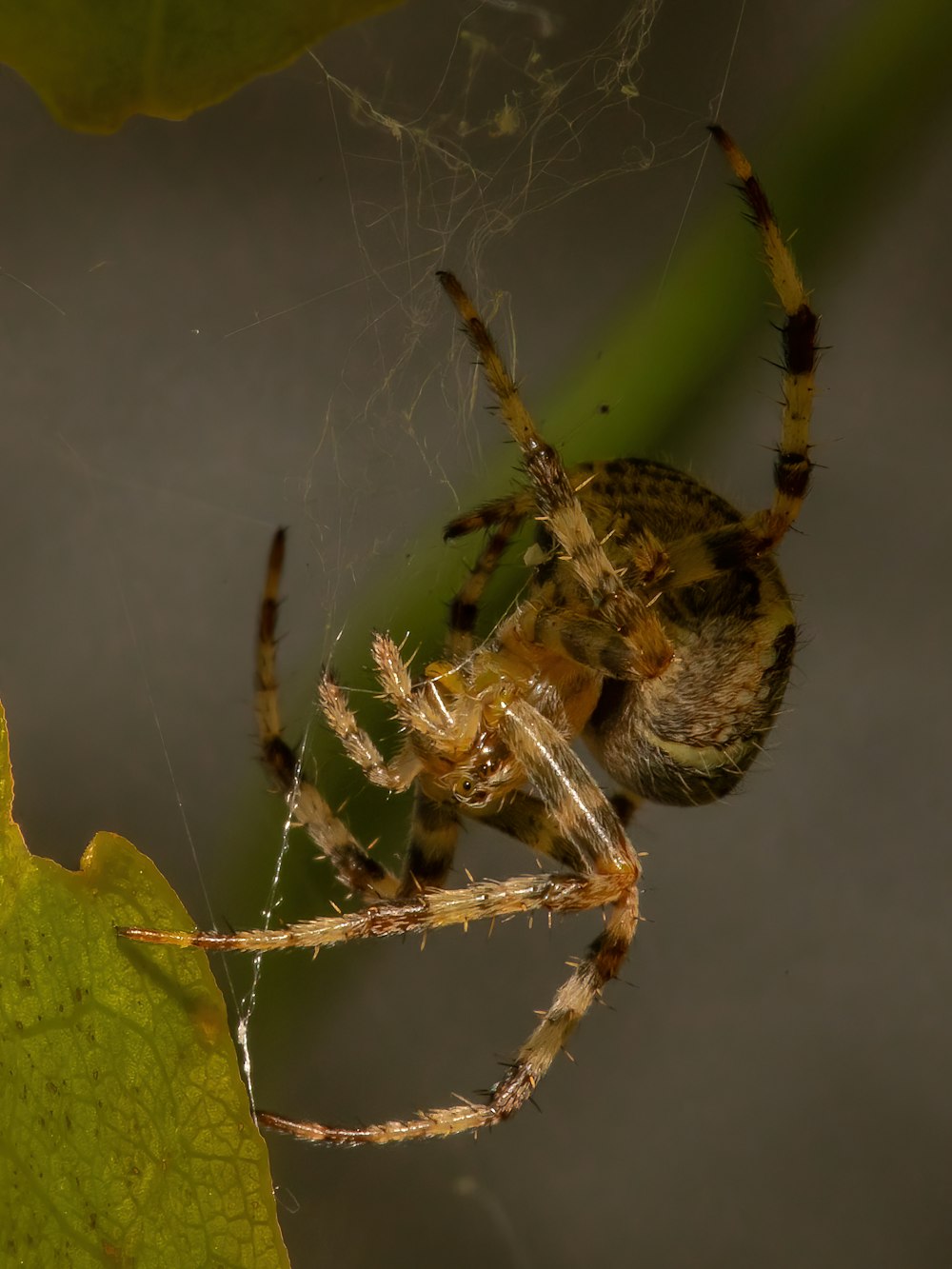 a close up of a spider on a leaf