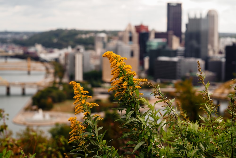 a view of a city with a bridge in the background