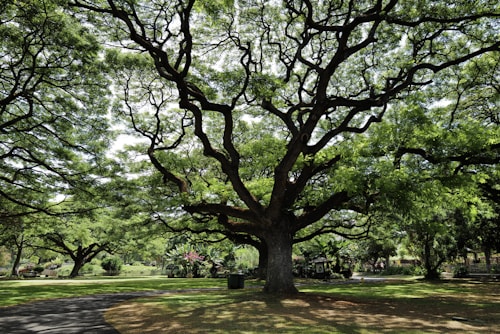 A large, sprawling tree with numerous branches creating an intricate network extending across the upper portion of the image. The tree is lush with vibrant green leaves allowing dappled sunlight to filter through, creating patches of light and shadow on the grass beneath. A paved path curves gently, leading away from the tree towards a well-maintained park area with additional greenery and smaller bushes visible in the background.