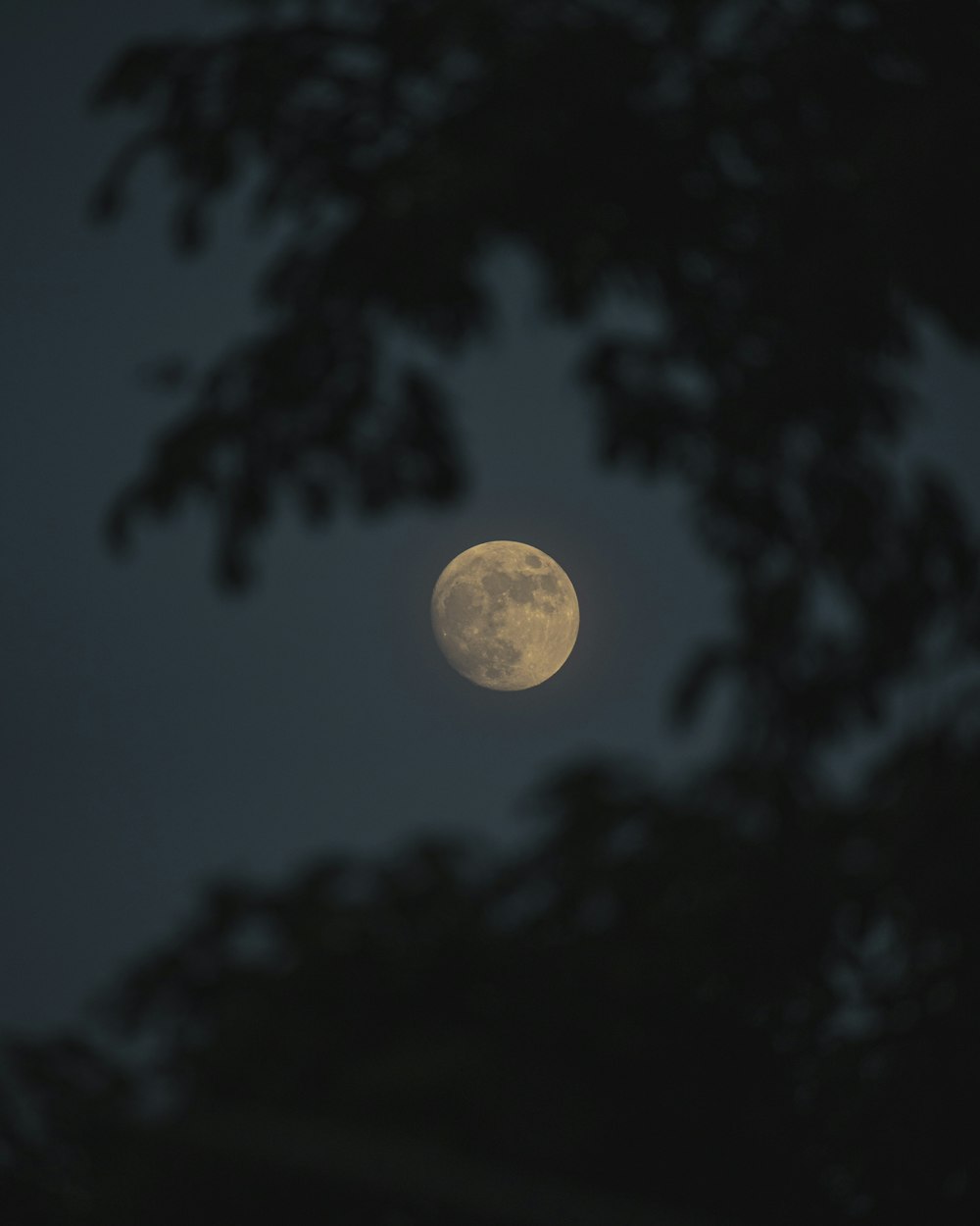 a full moon seen through the branches of a tree