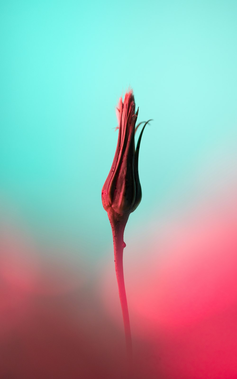 a single red flower with a blue background