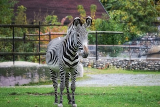 A zebra stands on a patch of green grass in an outdoor enclosure. The background features a stone wall and some trees and foliage, indicating a natural or zoo environment. The zebra's distinctive black and white stripes are the focal point, and the animal appears to be calm and relaxed.