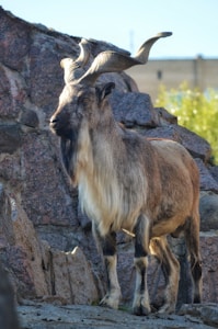 Hilltop Hank