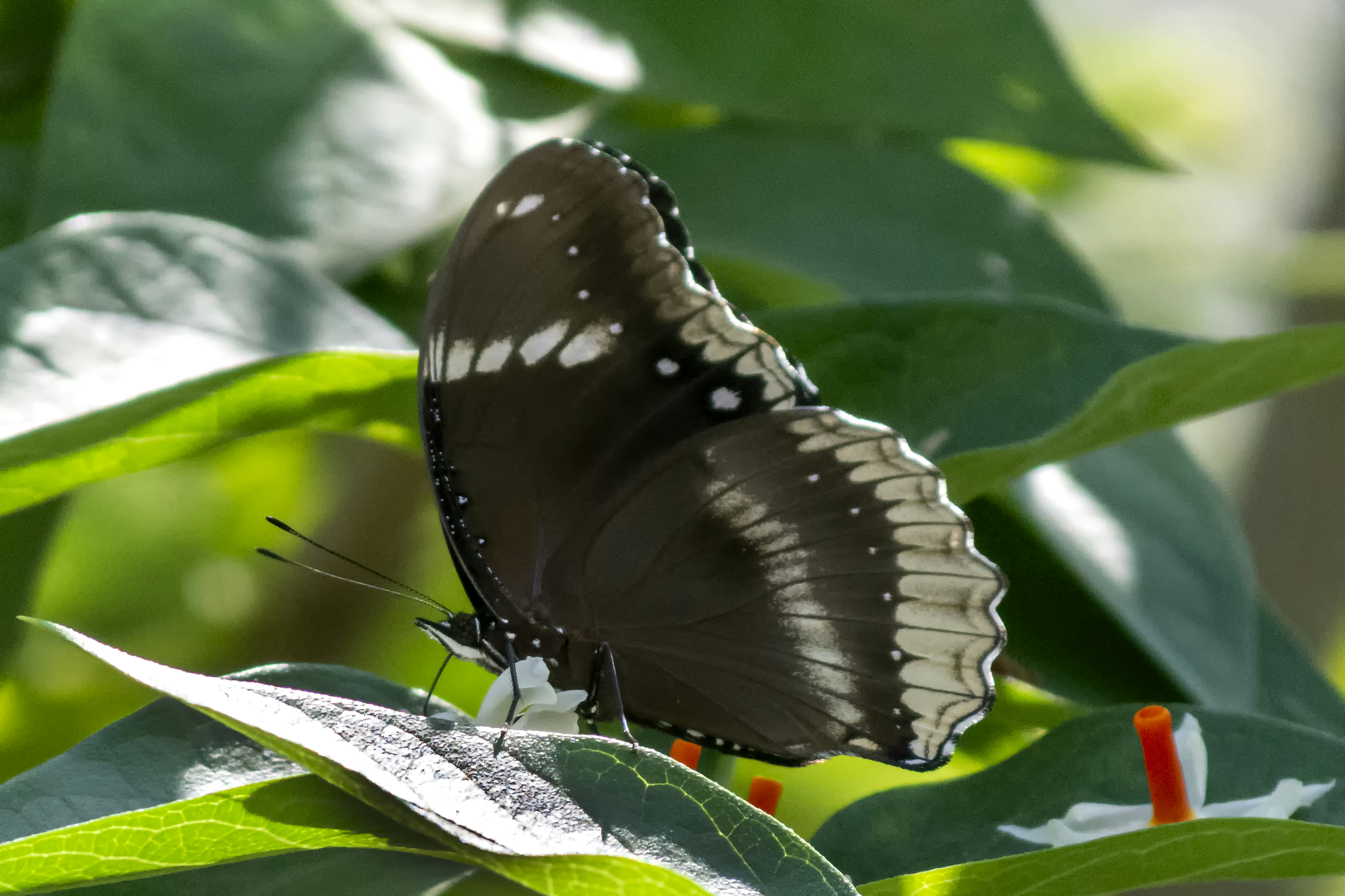 Photo by vishnumohan0311