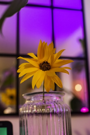 Bright sunflowers in a rustic vase glowing under natural light.
