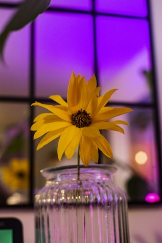 Bright sunflowers in a rustic vase glowing under natural light.