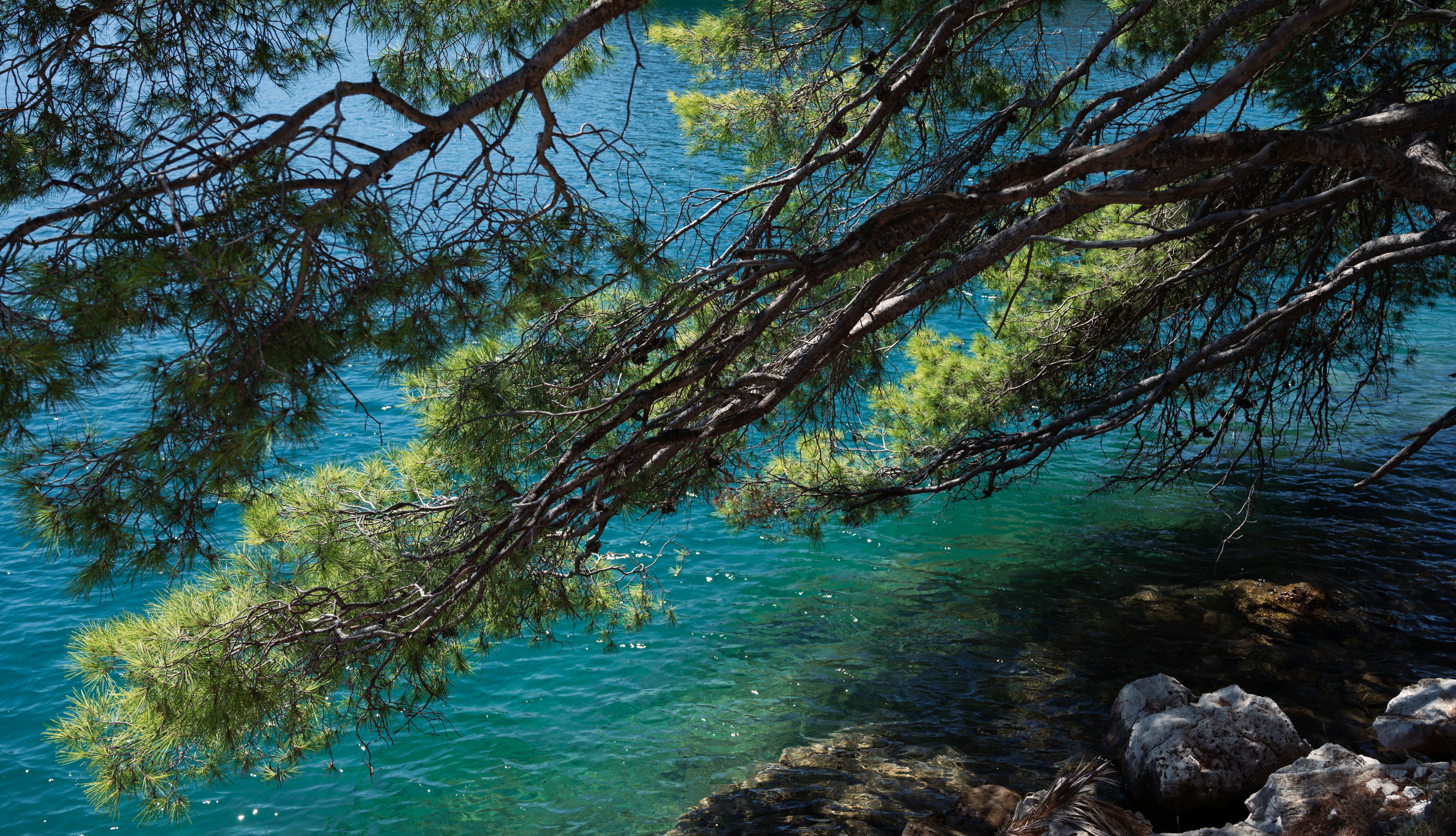 a tree branch hanging over a body of water, 