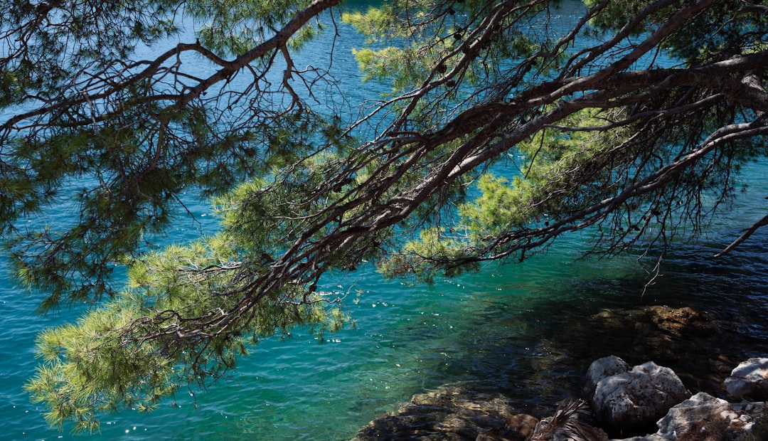 a tree branch hanging over a body of water,