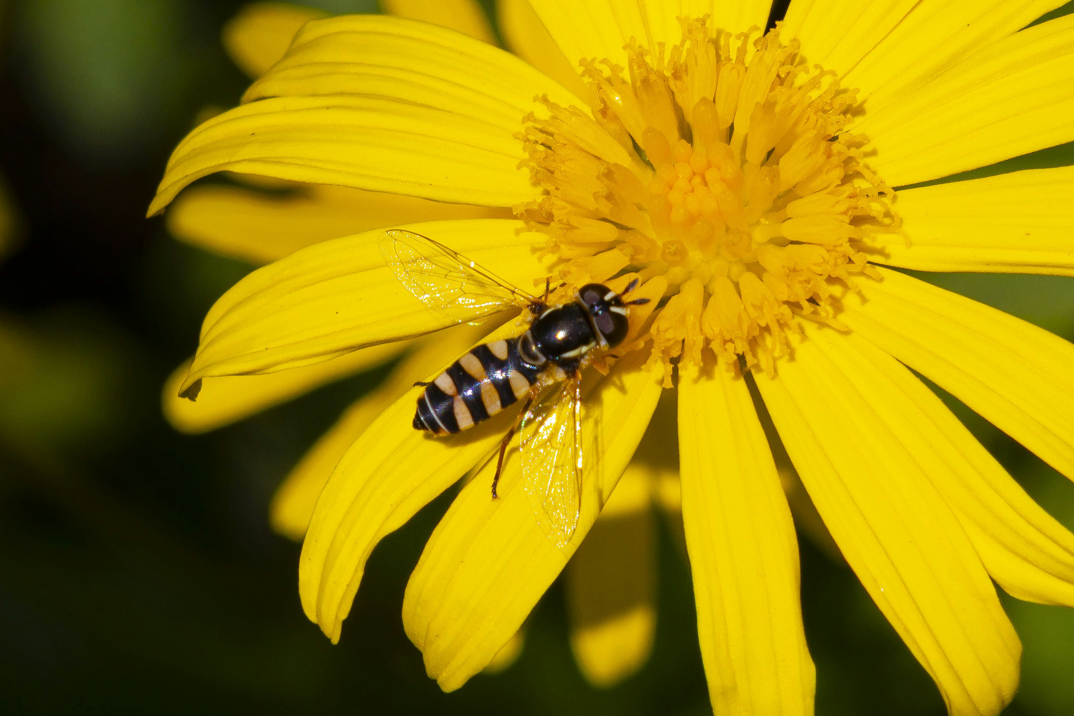 a bee sitting on top of a yellow flower