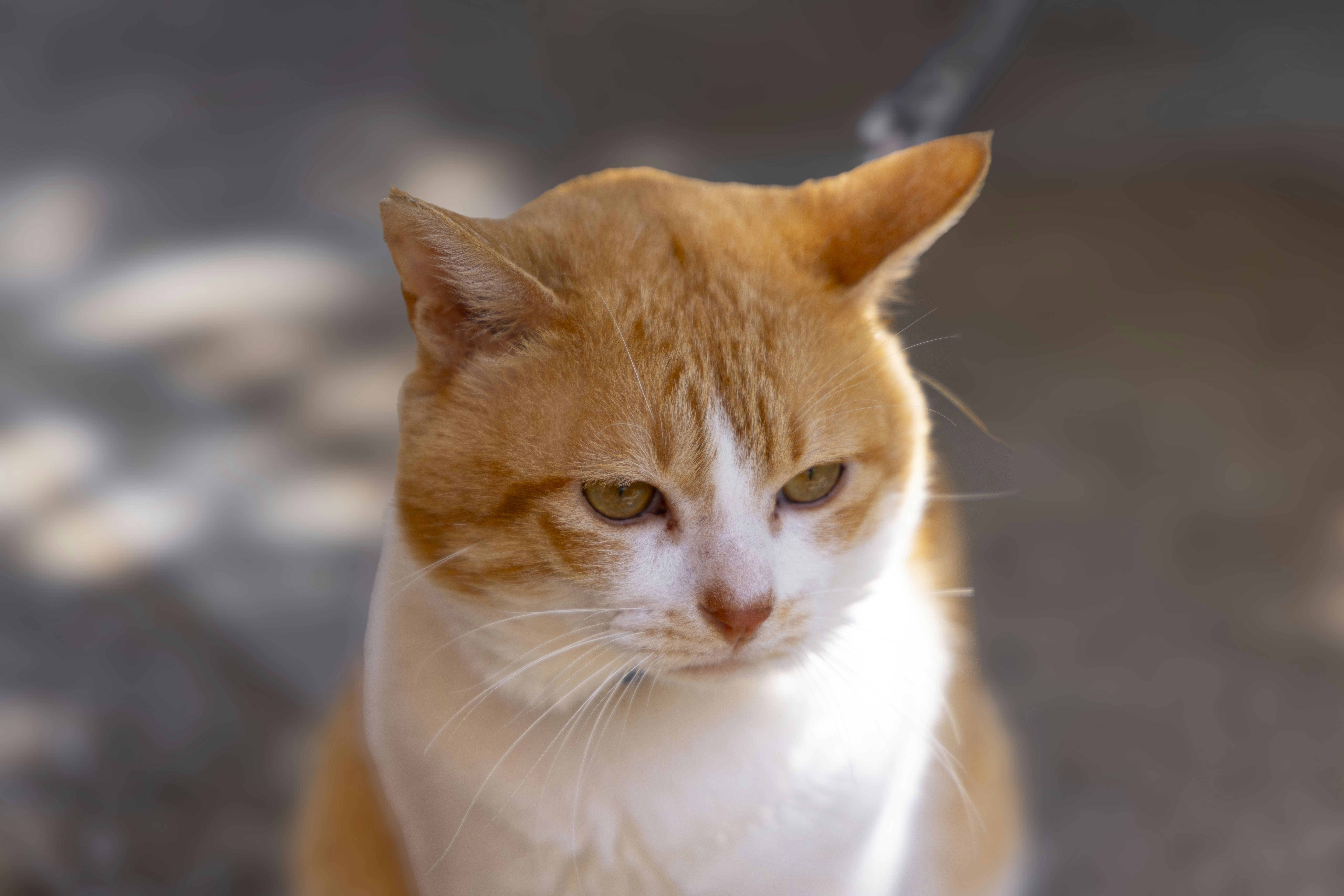 Photo by yokonoito0512