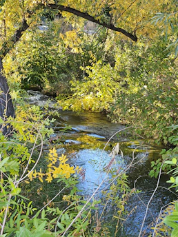 A serene natural scene with soft sunlight filtering through green leaves, highlighting a gentle water stream flowing peacefully.