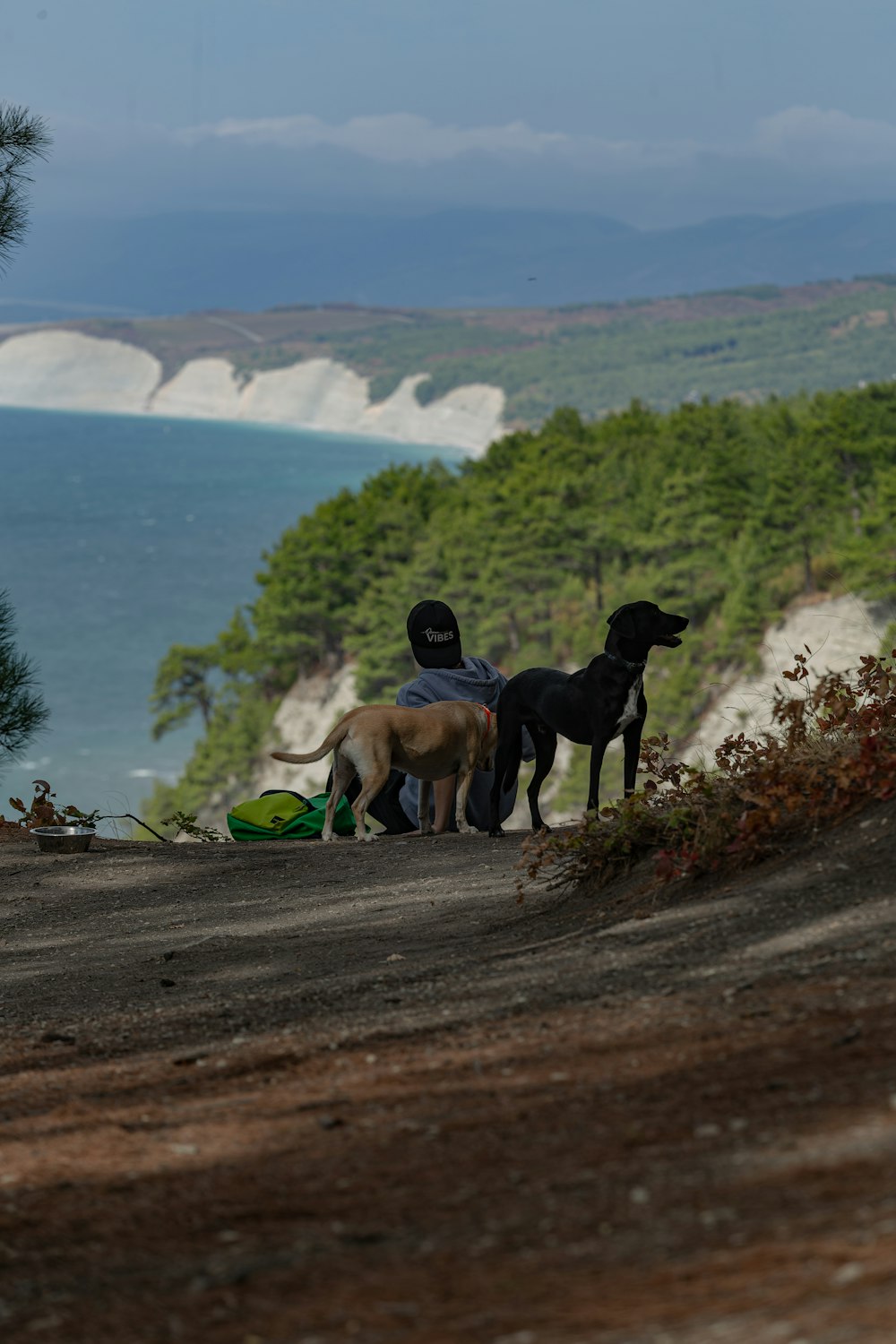 a couple of dogs standing on top of a dirt road