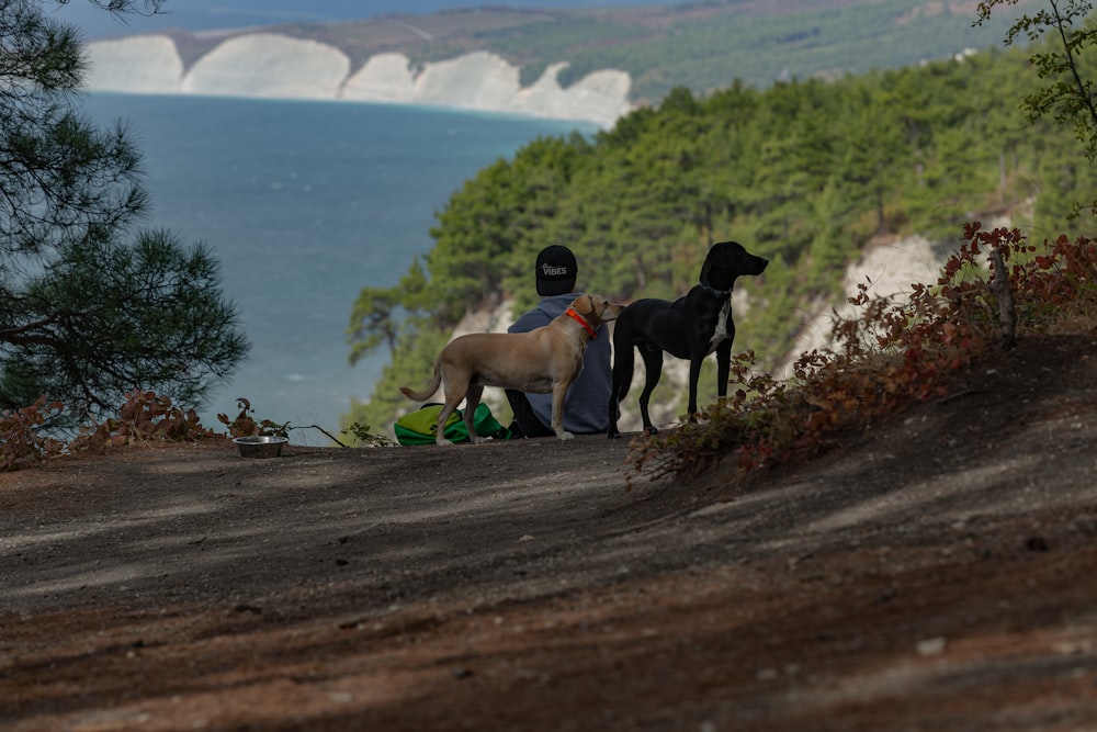 a couple of dogs standing on top of a dirt road