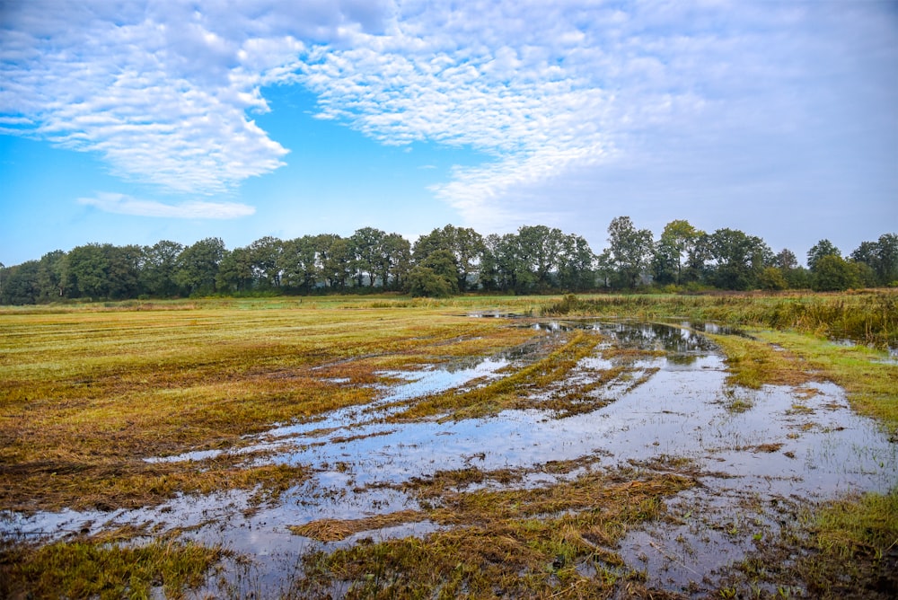 a swampy area with water and trees in the background