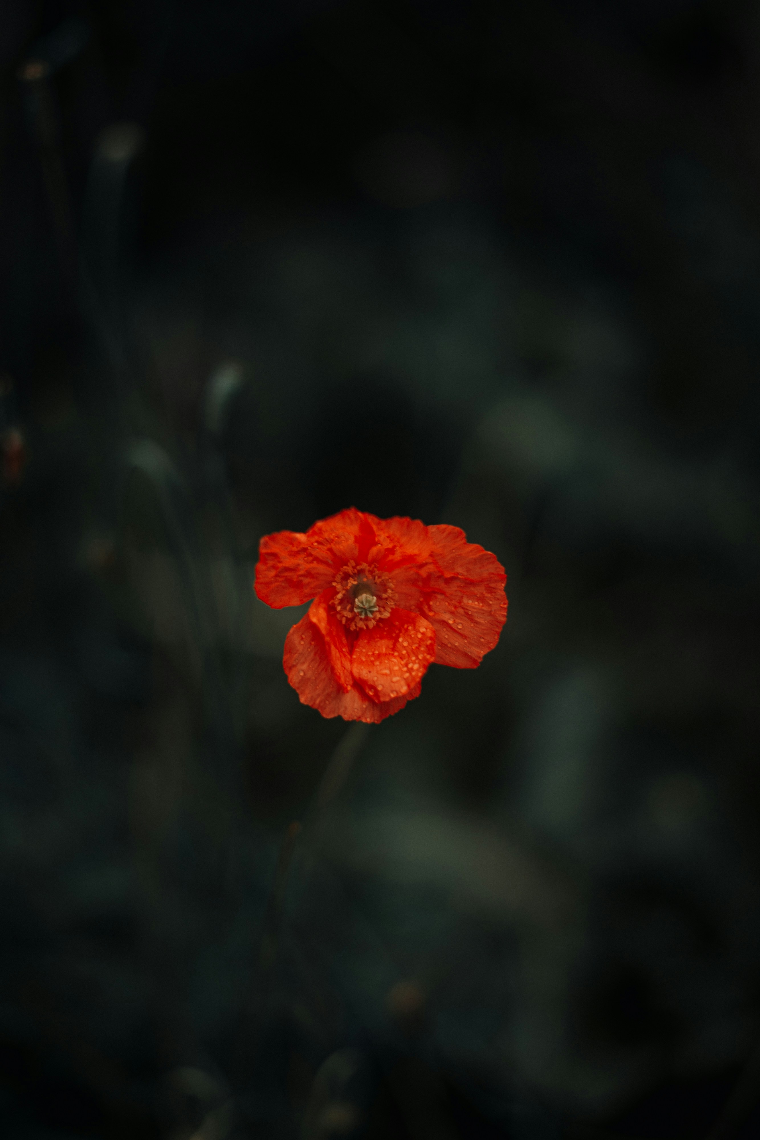 Photo by robert_lens