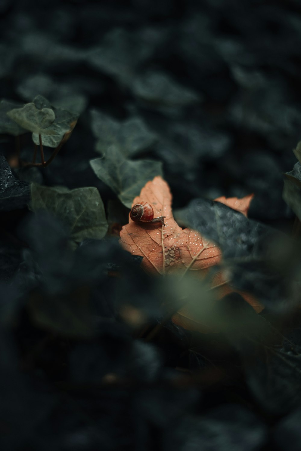 a snail crawling on top of a leaf