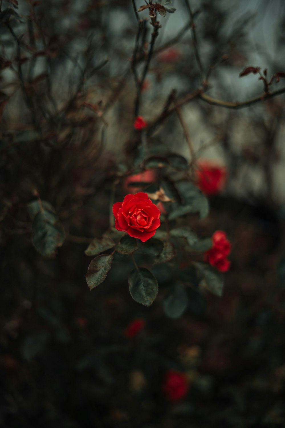 Une rose rouge s’épanouit sur une branche d’arbre