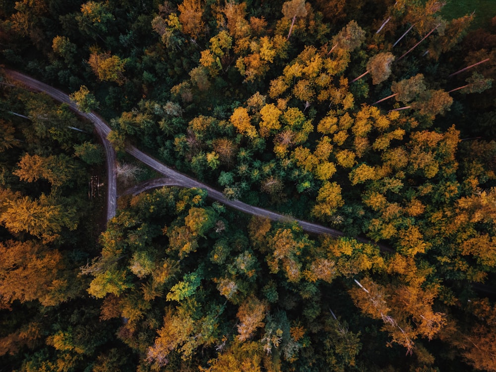 an aerial view of a road surrounded by trees