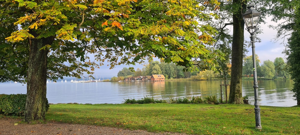 a lamp post sitting next to a tree near a body of water