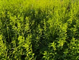 Close-up of vibrant green plants thriving in a sunlit agricultural field