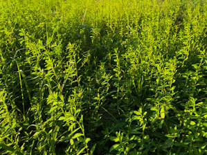 A vibrant field of cardamom plants basking in the morning sun, showcasing fresh green pods.
