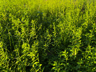 A vibrant field of cardamom plants basking in the morning sun, showcasing fresh green pods.