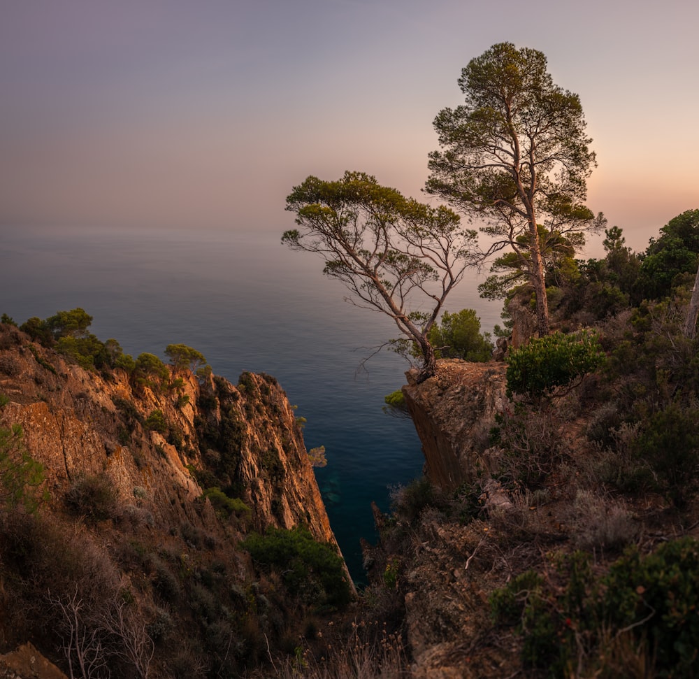 a lone tree on the edge of a cliff