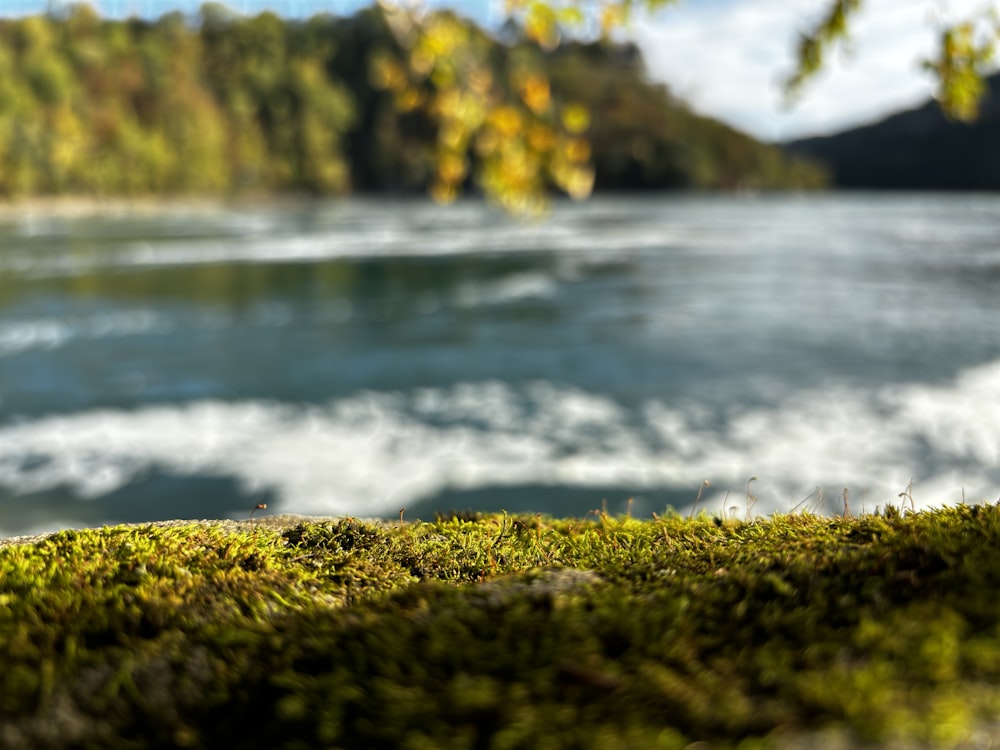 a close up of moss growing on the side of a body of water