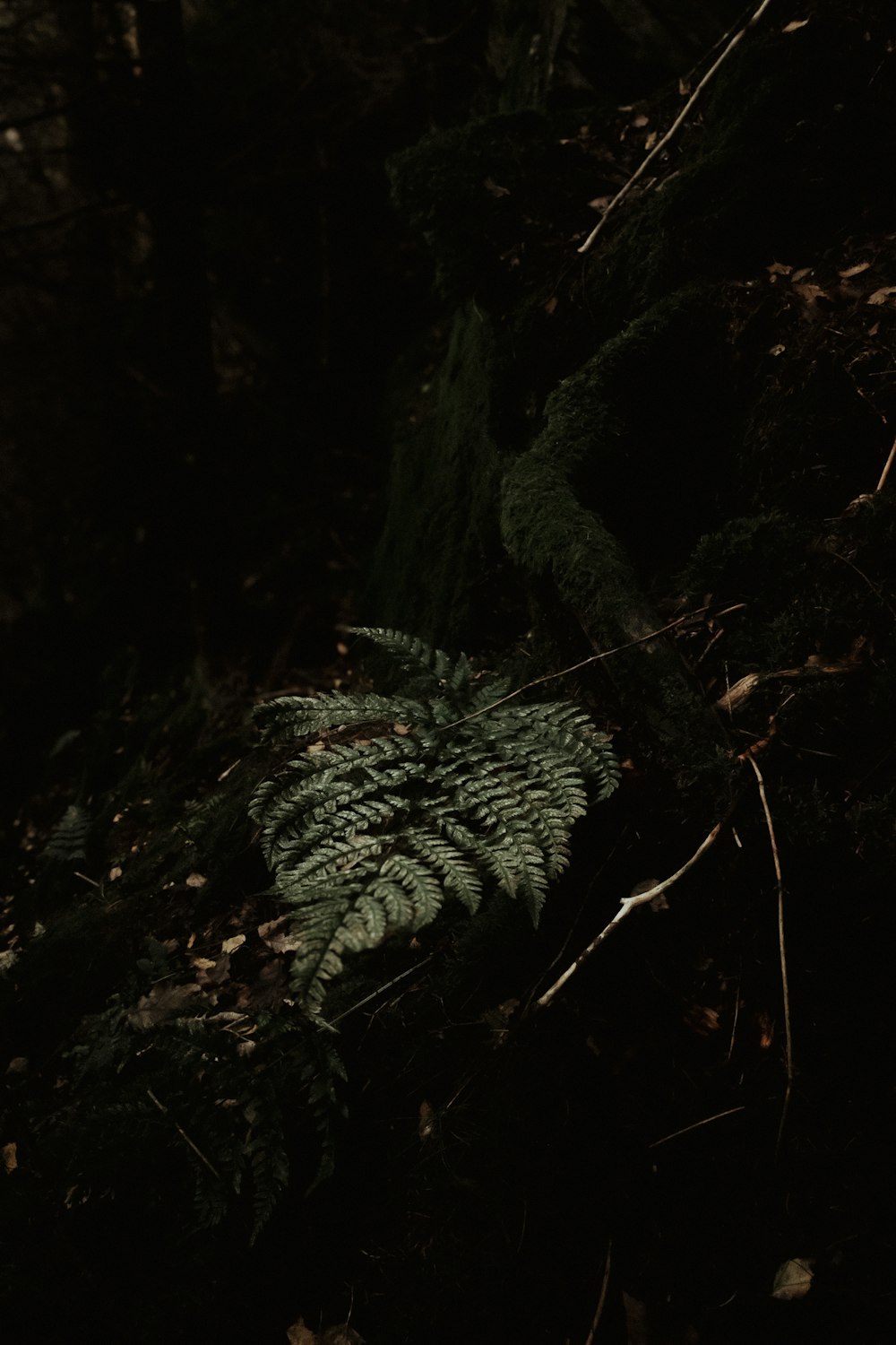 a green plant is growing in the dark