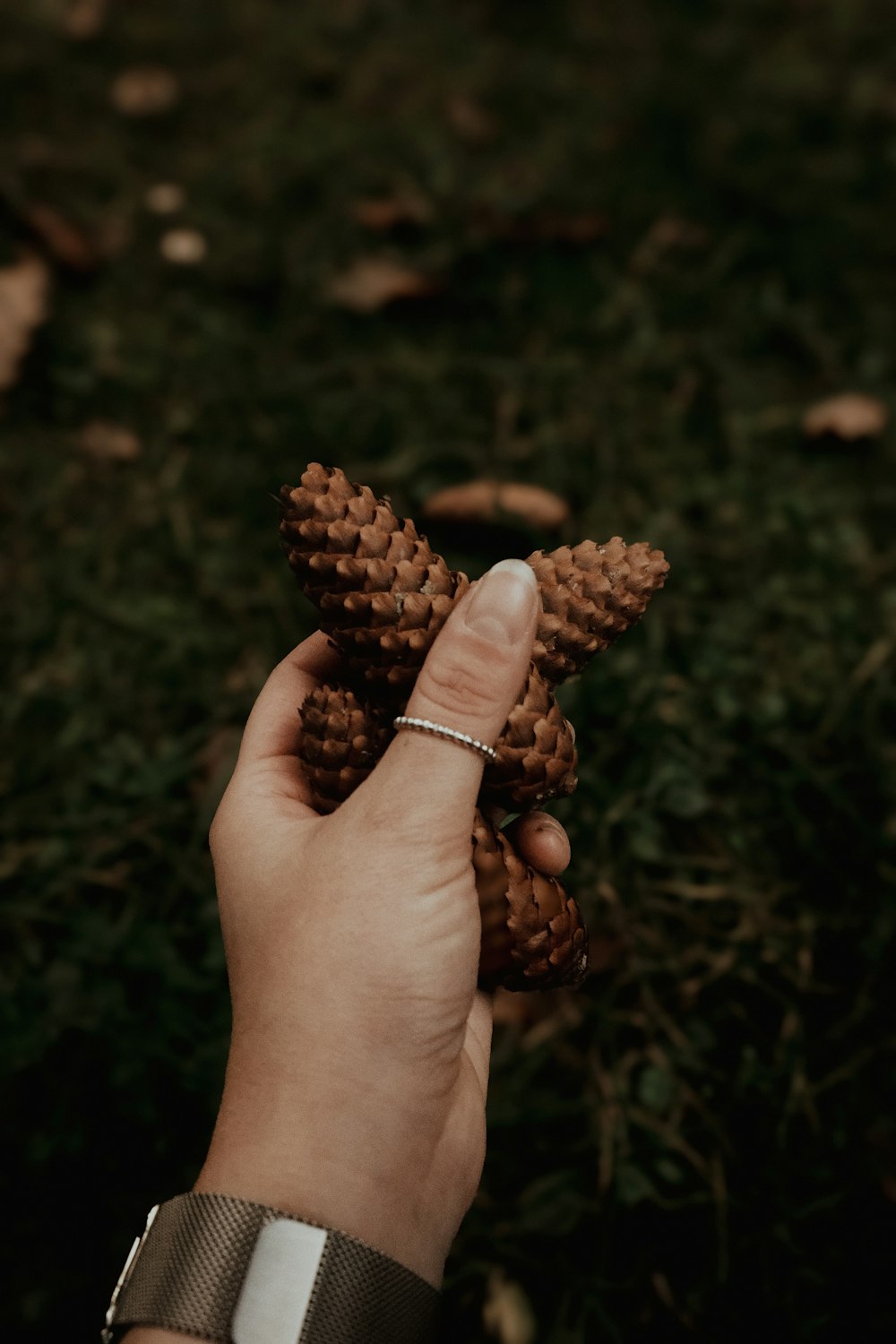 a person holding a pine cone in their hand