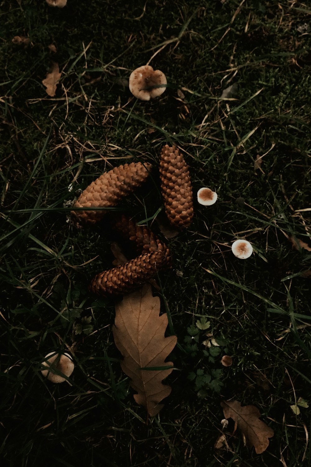 a group of mushrooms sitting on top of a lush green field