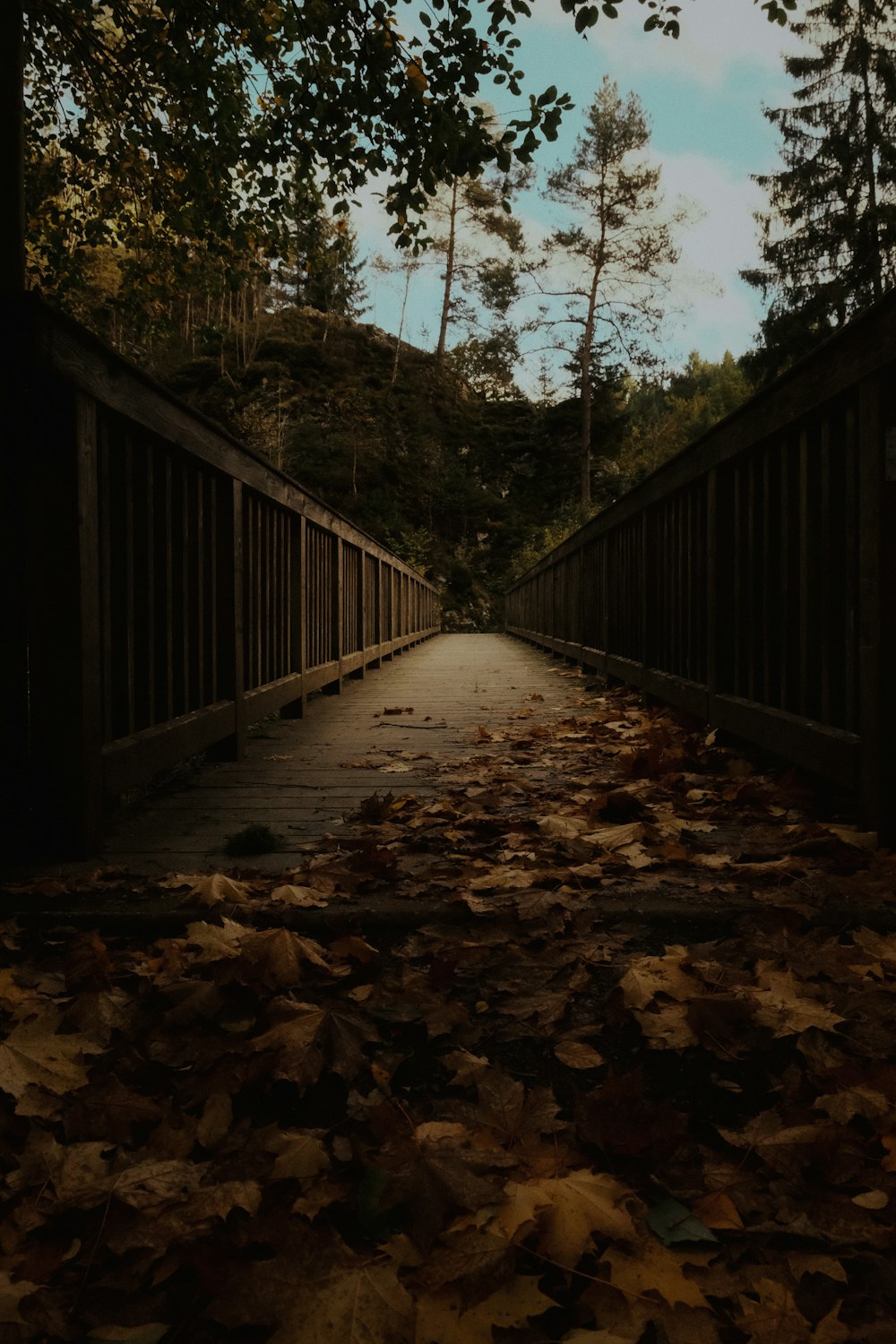 a walkway with leaves on the ground and trees in the background