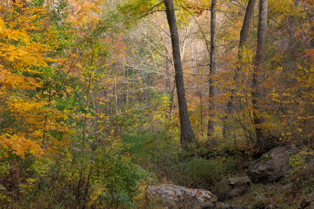 a stream running through a forest filled with lots of trees