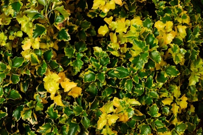 Dense foliage with vibrant green and yellow leaves, indicating healthy and well-maintained plant life. The leaves have a glossy texture and are closely packed together, creating a thick covering.