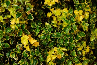 Dense foliage with vibrant green and yellow leaves, indicating healthy and well-maintained plant life. The leaves have a glossy texture and are closely packed together, creating a thick covering.