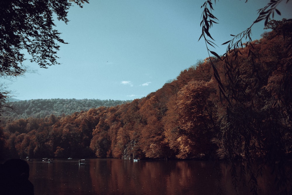 un plan d’eau entouré d’une forêt