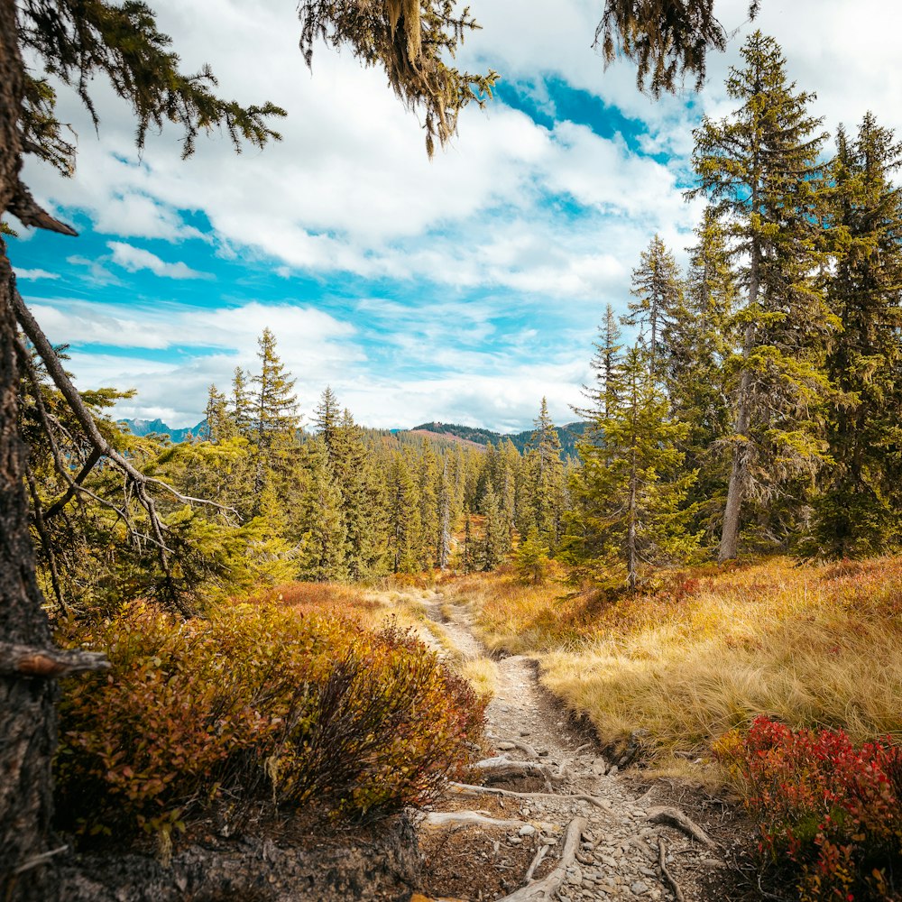 a dirt path in the middle of a forest