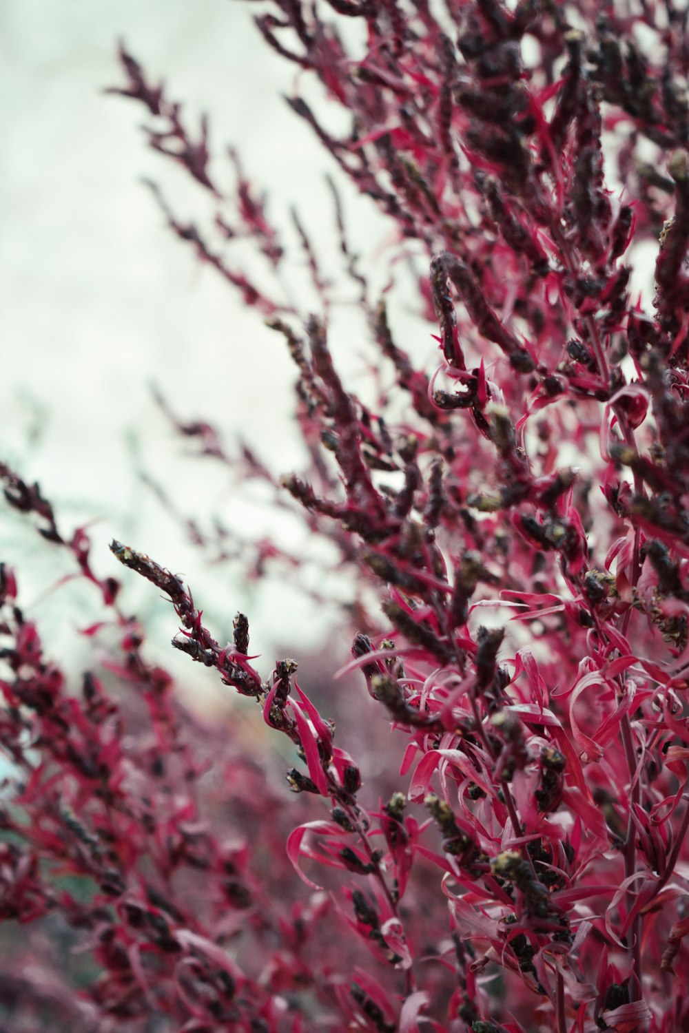 a close up of a plant with red leaves