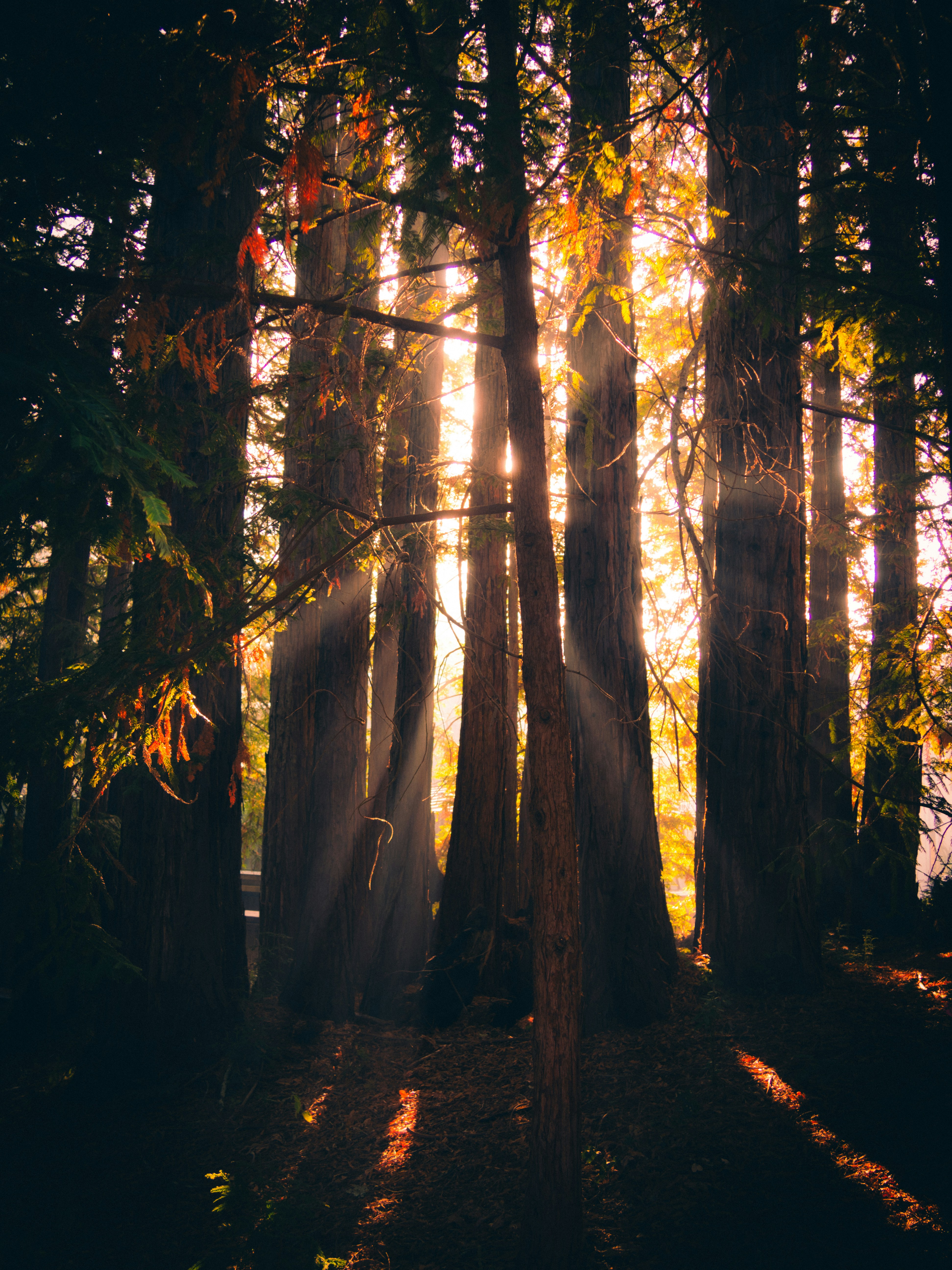 Photo by sohan_shingade