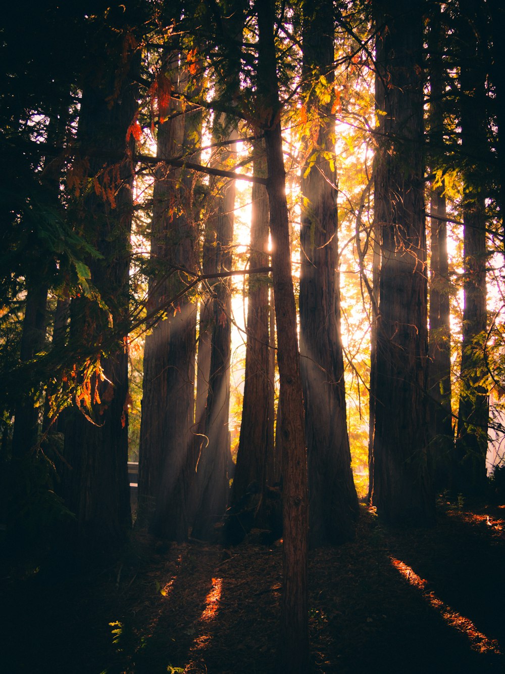 sunlight shining through the trees in a forest
