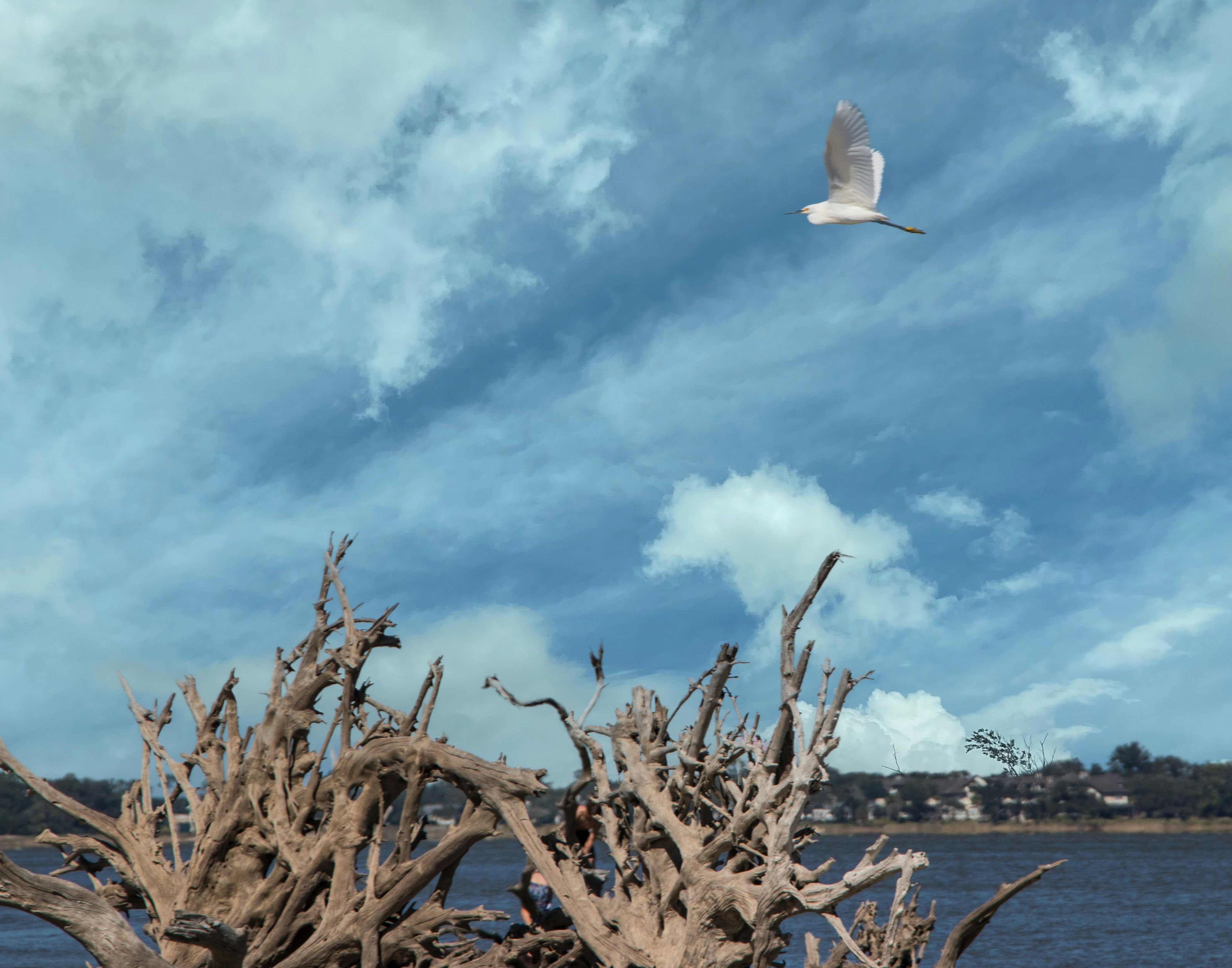 Ocean Driftwood Sculpture